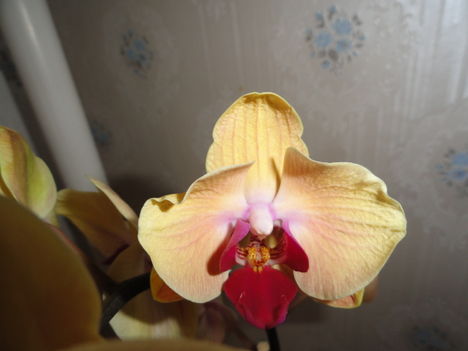 Phalaenopsis 39
