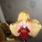 Phalaenopsis 39