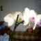 Phalaenopsis 40