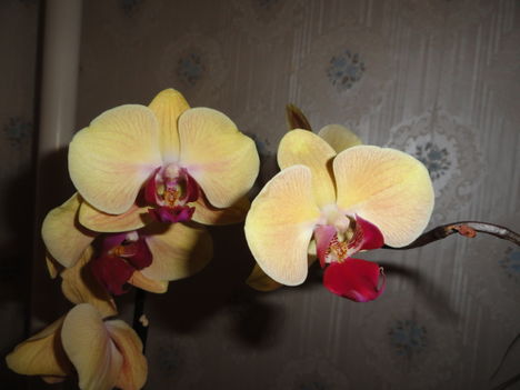 Phalaenopsis 40