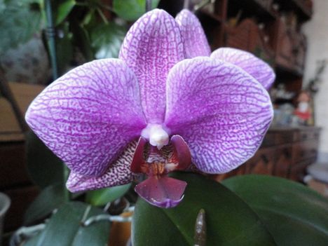 Phalaenopsis 41