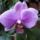 Phalaenopsis_41_1317298_5877_t