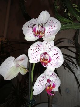 Phalaenopsis 41