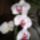 Phalaenopsis_41_1317581_2248_t