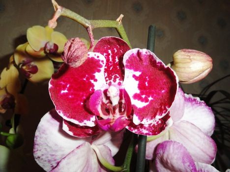 Phalaenopsis 42