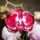 Phalaenopsis_42_1317582_4070_t