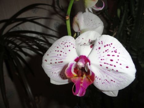 Phalaenopsis 4