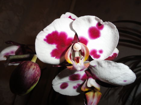 Phalaenopsis 5
