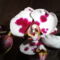 Phalaenopsis 5