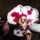 Phalaenopsis_5_1317545_8344_t