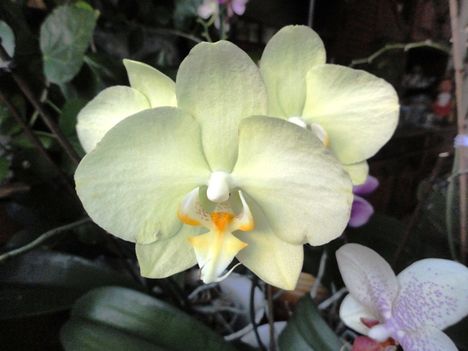 Phalaenopsis 6