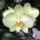 Phalaenopsis_6_1317259_2108_t