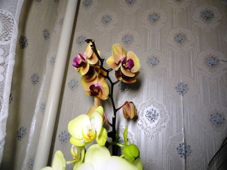 Phalaenopsis 6
