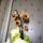 Phalaenopsis_6_1317546_3182_t