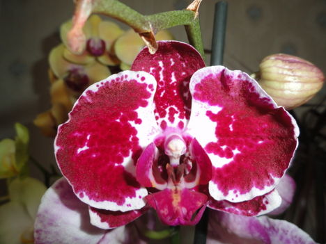 Phalaenopsis 7