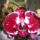 Phalaenopsis_7_1317547_8841_t