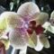 Phalaenopsis 8