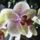 Phalaenopsis_8_1317261_4060_t