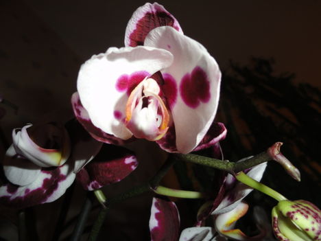 Phalaenopsis 8