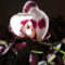 Phalaenopsis 8