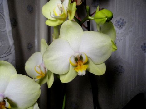 Phalaenopsis 9