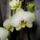 Phalaenopsis_9_1317549_4032_t