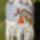 Teli_peyote_gomb_1317855_8302_t