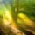 Aranyfeny_1318020_9536_t