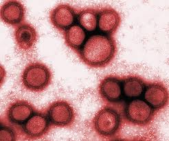 H1N1 ifluenza mutáns változata