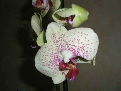 orchidea camelion