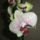 Orchidea_camelion_1318968_1109_t