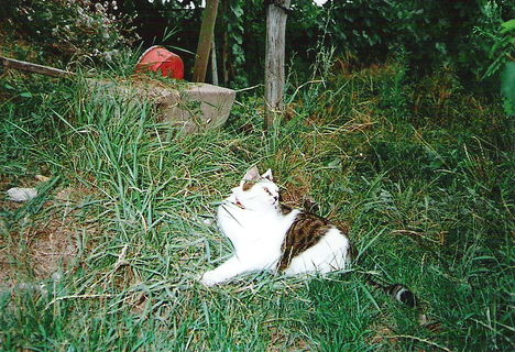 Maci a fűben