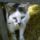 Maci_a_szenaban_1319075_8773_t