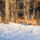 Teli_vadon_9_1319782_7793_t