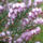 Erica_hanga_2_1031116_4824_t
