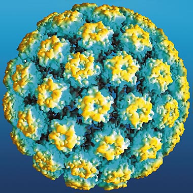 Papillom mikroszkóp. Hol találkozhatunk HPV-vel?
