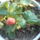 Kesei_eper_1301265_9600_t