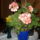 Muskatli-006_1031010_4989_t