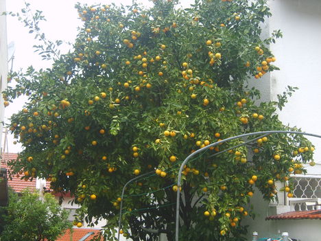 narancs,citrom