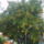 Narancscitrom_1301729_7412_t