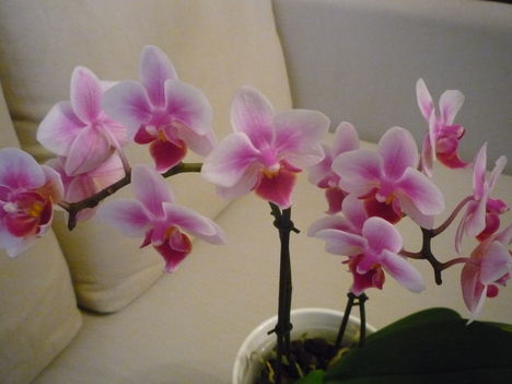 ORCHIDEA  :-)) 10