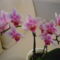 ORCHIDEA  :-)) 10