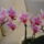 Orchidea___10_1301924_3106_t