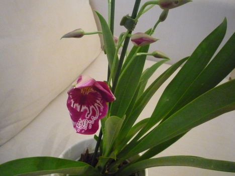 ORCHIDEA  :-)) 11