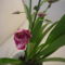 ORCHIDEA  :-)) 11