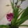 Orchidea___11_1301925_7604_t