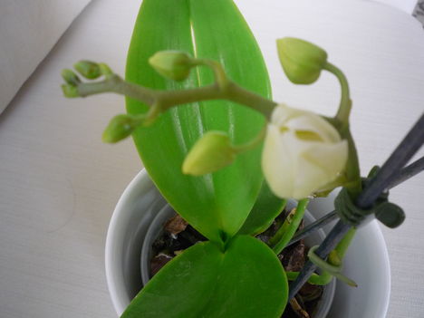 ORCHIDEA  :-)) 12