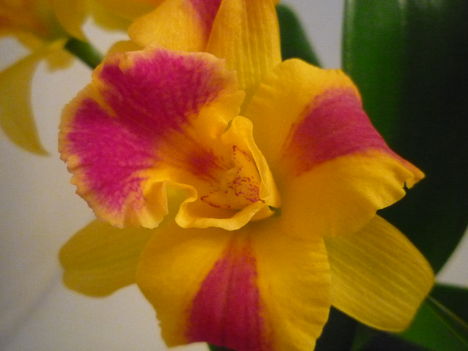 ORCHIDEA  :-)) 13