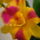 Orchidea___13_1301927_3323_t