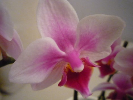 ORCHIDEA  :-)) 14